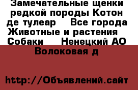 Замечательные щенки редкой породы Котон де тулеар  - Все города Животные и растения » Собаки   . Ненецкий АО,Волоковая д.